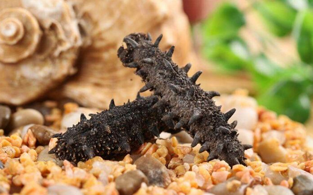 海参价格十年滞涨 费用翻番致零售商利润逐年下滑